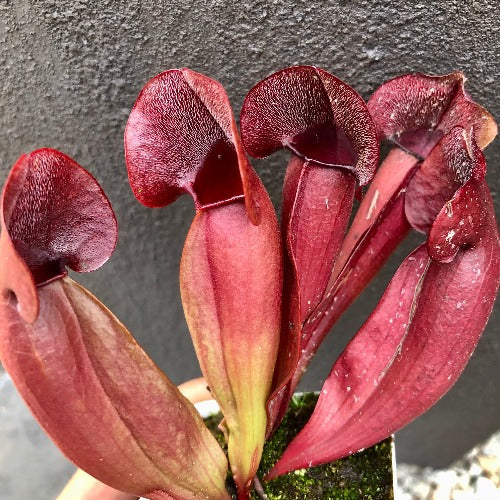 Buy online: Sarracenia Swaniana Red * C.Klein * Carnivorous plants for sale South Africa