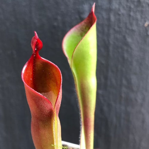 Heliamphora Sarracenioides x Minor Burgundy Black • Rare sun pitcher • Wistuba Import