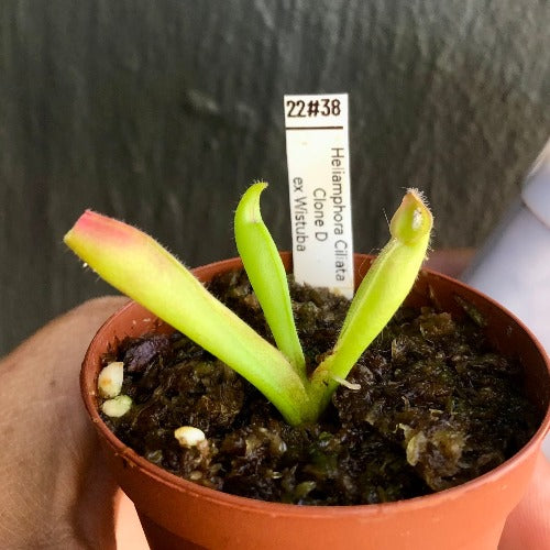 RARE carnivorous plants for sale: Heliamphora Ciliata (Lowland) ex Wistuba * Clone D