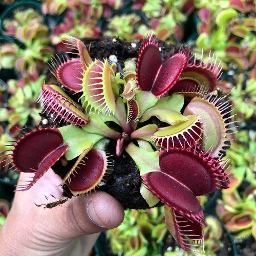Buy Venus Flytrap Giants in Bulk | Wholesale Carnivorous Plants SA ...