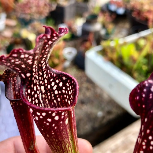 TRUMPET PITCHER: Sarracenia Farnhamii (Special Hybrid) for sale | Buy carnivorous plants and seeds online @ South Africa's leading online plant nursery, Cultivo Carnivores