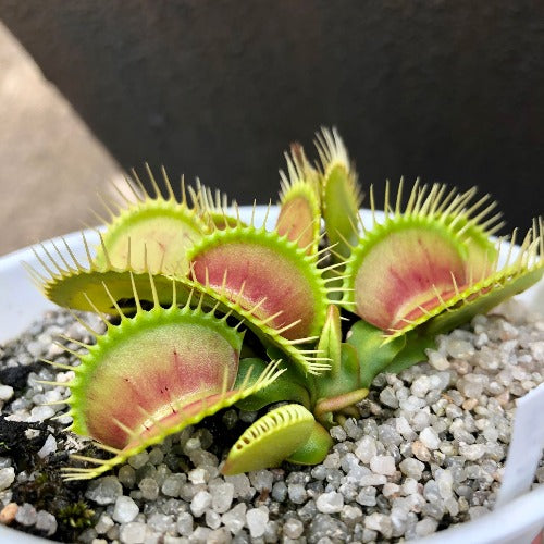 Buy online: Venus Flytrap cv B52 XXL C.Klein * Rare and collectable carnivorous plants for sale South Africa