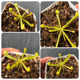 Buy Sarracenia Psittacina var heterophylla loc Wewahitchka * Seed grown * Specimen plant * Rare and collectables ~ Carnivorous plants for sale South Africa