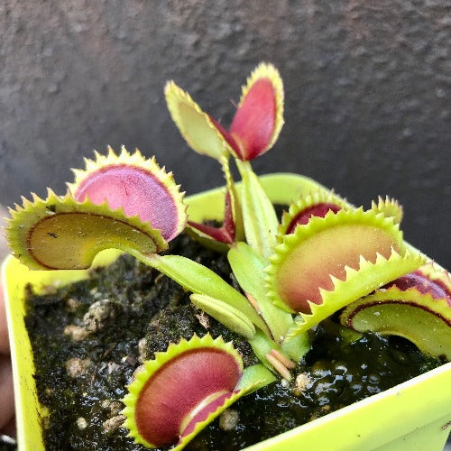 Venus fly trap BIG DRACULA for sale * Buy carnivorous plants online @ Cultivo Carnivores South Africa