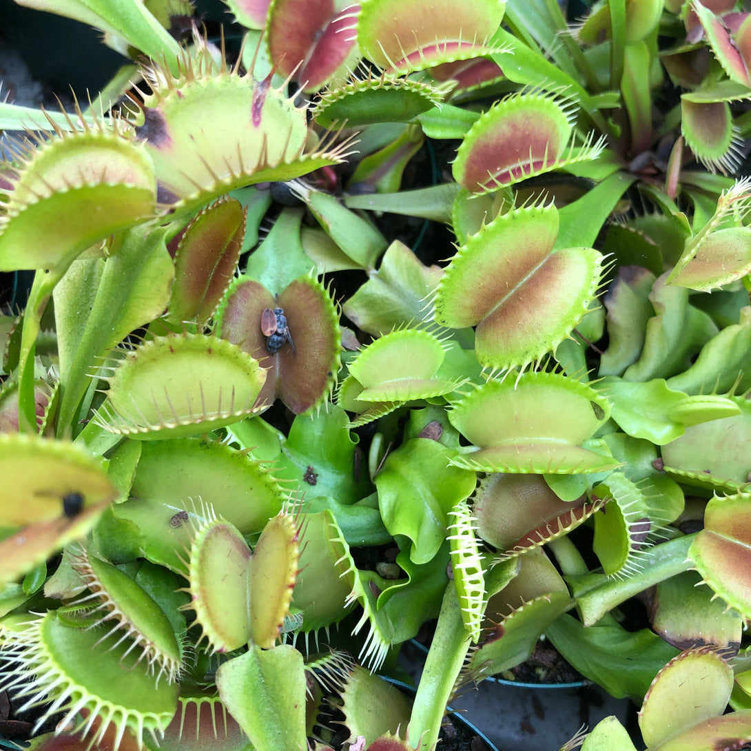 Buy in bulk * Venus fly traps for sale * Wholesale carnivorous plants South Africa