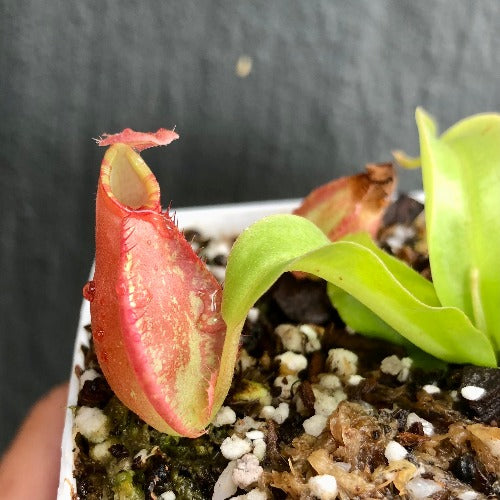 Nepenthes x Majin Bu from DIFLORA * Carnivorous plants for sale @ Cultivo Carnivores South Africa
