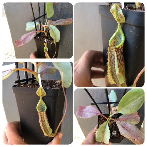 Nepenthes (Campanulata x Maxima) x Predator ex Wistuba