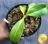 COLLECTORS ITEM:  Nepenthes Ventricosa x Robcantleyi BE 📏 13-16cm > Exact plant pictured