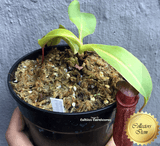 COLLECTORS ITEM:  Nepenthes Ventricosa x Robcantleyi BE 📏 13-16cm > Exact plant pictured