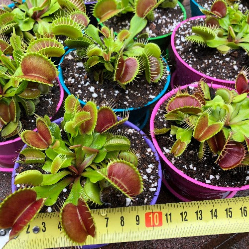 Summer Editions: Giant variety potted XXL Venus flytraps for sale in South Africa