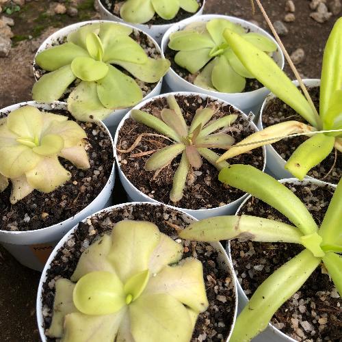 Mexican Butterworts for Beginners • Glue Traps • Pre-planted