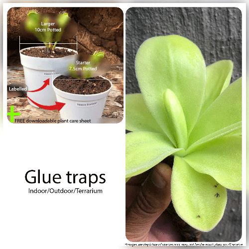 Mexican Butterworts for Beginners • Glue Traps • Pre-planted