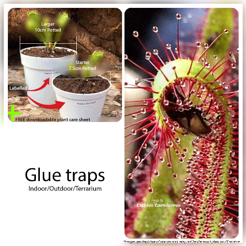 Glue traps sundews Carnivorous plants for beginners for sale * Buy online @ Cultivo Carnivores South Africa