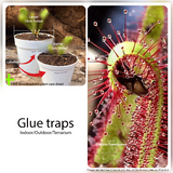 Forkleaf sundew drosera binata and other carnivorous plants for beginners for sale * Buy online @ Cultivo Carnivores South Africa