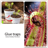Glue traps sundews Carnivorous plants for beginners for sale * Buy online @ Cultivo Carnivores South Africa