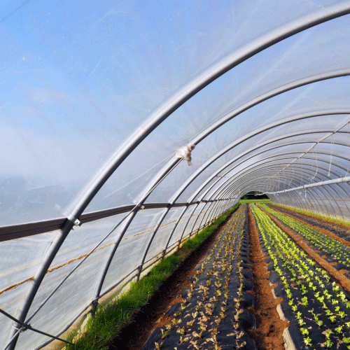 Inside view of a greenhouse tunnel covered with 200 micron plastic, growing rows of vegetables under UV-stabilised polytunnel sheeting in South Africa