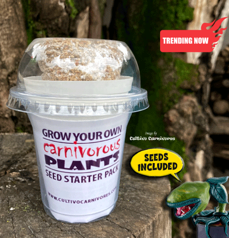 GROW your own Venus Fly traps: The COMPLETE seed starter pack for sale | Buy carnivorous plants and seeds online @ South Africa's leading online plant nursery, Cultivo Carnivores
