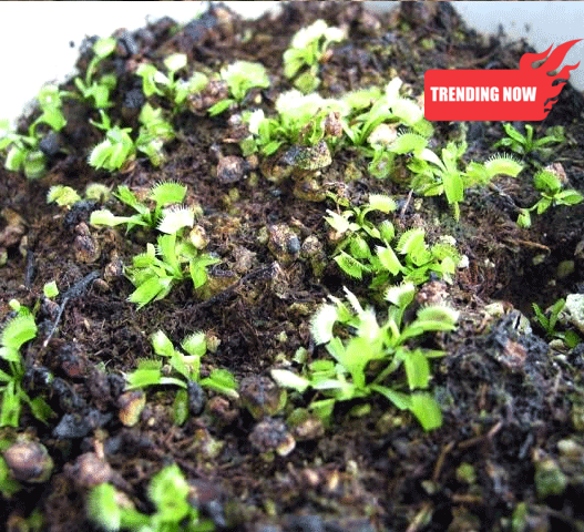 GROW your own Venus Flytraps: The COMPLETE seed starter pack for sale | Buy carnivorous plants and seeds online @ South Africa's leading online plant nursery, Cultivo Carnivores