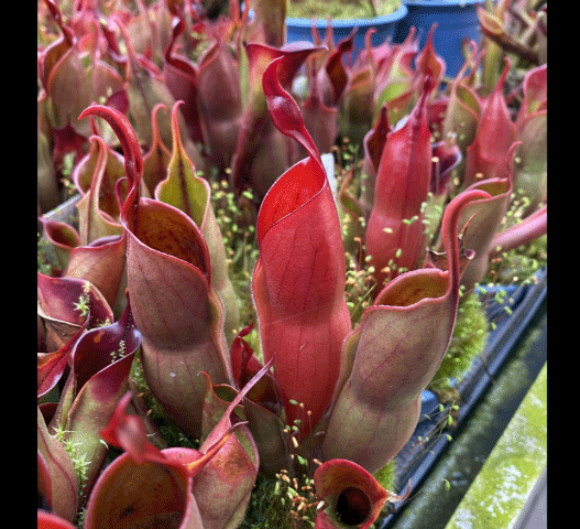 RARE! COLLECTORS ITEM 🌟 Heliamphora Sarracenioides x Minor Burgundy Black ex Wistuba * Mature 🪴 Potted plant