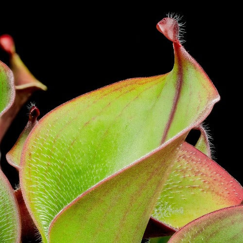 Rare and Collectable carnivorous plants for sale: Heliamphora Ciliata (Lowland) ex Wistuba * Clone D