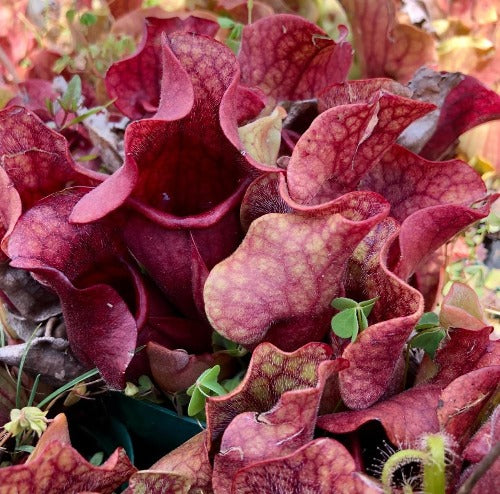 24-Plant DISCOUNT VALUE PACK ☀️ 4+yr old Purple Pitcher - Veiny Venosa Mix LWS 291 ~ Large