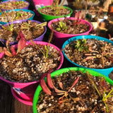𝙉𝙚𝙬! SPRING 2023 ☀️ MINI SAVAGE GARDEN 🌟 Outdoors 💎 Cultivo Exclusive