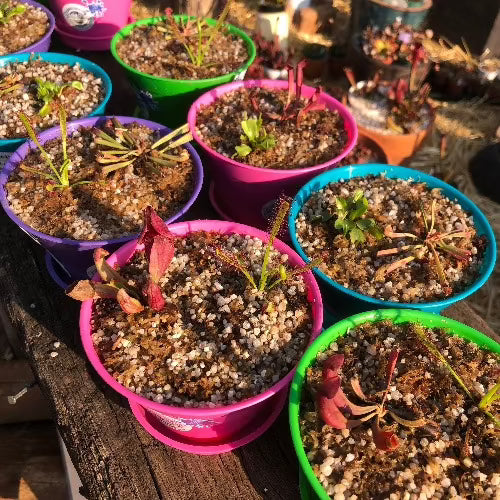 Mini Savage Garden • Outdoor Carnivorous Plant Combo in DECO Planter • Cultivo Exclusive