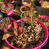 𝙉𝙚𝙬! SPRING 2023 ☀️ MINI SAVAGE GARDEN 🌟 Outdoors 💎 Cultivo Exclusive
