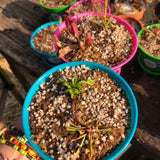 𝙉𝙚𝙬! SPRING 2023 ☀️ MINI SAVAGE GARDEN 🌟 Outdoors 💎 Cultivo Exclusive