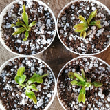 SPRING 2023 ☀️ 48 Plant VALUE PACK:  Venus Flytrap SWR139 🌱 7.5cm Potted > Limited release!