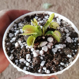 SPRING 2023 ☀️ 48 Plant VALUE PACK:  Venus Flytrap SWR139 🌱 7.5cm Potted > Limited release!
