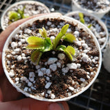 SPRING 2023 ☀️ 48 Plant VALUE PACK:  Venus Flytrap SWR139 🌱 7.5cm Potted > Limited release!