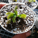 SPRING 2023 ☀️ 48 Plant VALUE PACK:  Venus Flytrap SWR139 🌱 7.5cm Potted > Limited release!