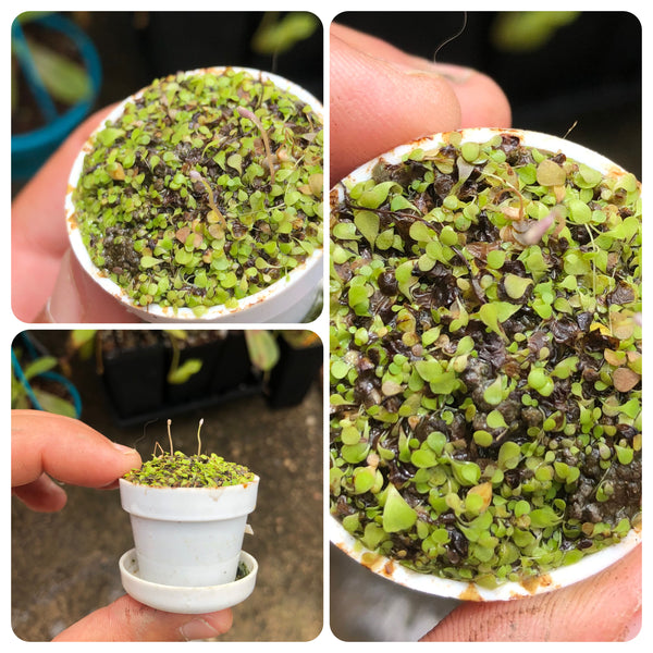 Utricularia Sandersonii • BCP Import • Terrestrial Bladderwort from South Africa