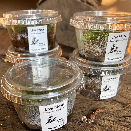 Labeled tubs of live moss portions for terrariums – Racopilum and tropical mosses from Cultivo Carnivores