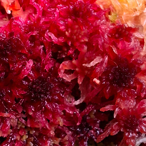 Close up of live sphagnum moss species rubellum. Ultra rare, almost maroon with dark center
