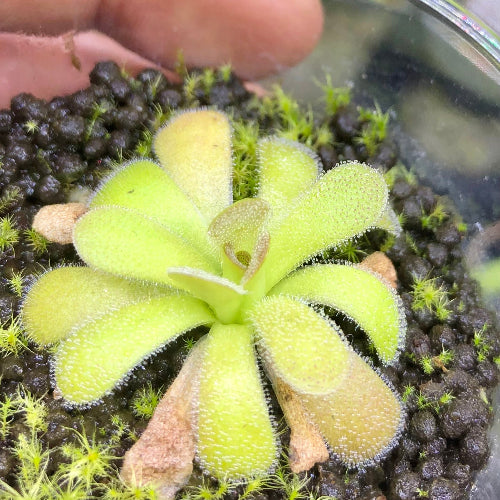 Imported Pinguicula martinezii – special Czech butterwort for sale, exact plant supplied by Cultivo Carnivores