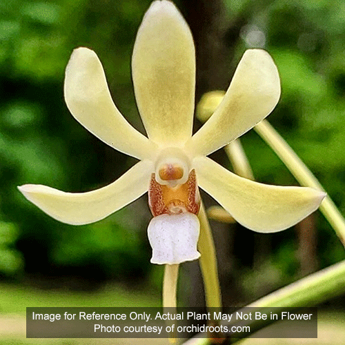 Vanda Lucknow • Mini Orchid for Terrariums • Clear DECO Planter