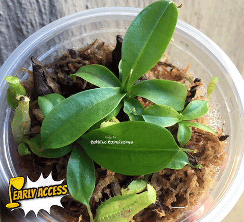 EARLY ACCESS > Nepenthes Eustachya {#23-27-01/117} 📏 Single plant S Leafspan 4-6cm 🌱 Bareroot