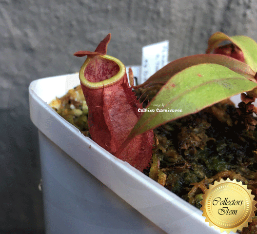 TROPICAL PITCHER: Nepenthes Kampotiana x Thorelli ex Diflora