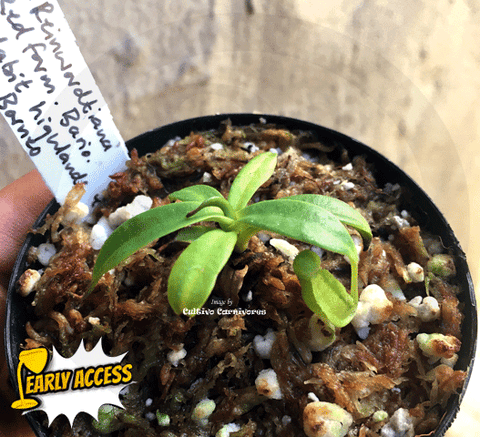 EARLY ACCESS > Nepenthes Reinwardtiana f. Red Bario, Kelabit Highlands, Borneo [BCP ID# N335, N402] {#23-27-01/123} 📏 Leafspan 3-5cm 🌱 Bareroot