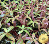 SPRING 2023 ☀️ 12 Plant VALUE PACK:  Nepenthes Samsara RWL288 🌱 10cm Potted > Limited release!