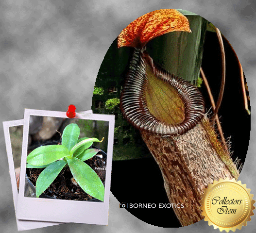 Nepenthes Sibuyanensis x Hamata - Borneo Exotics for sale | Buy carnivorous plants and seeds online @ South Africa's leading online plant nursery, Cultivo Carnivores