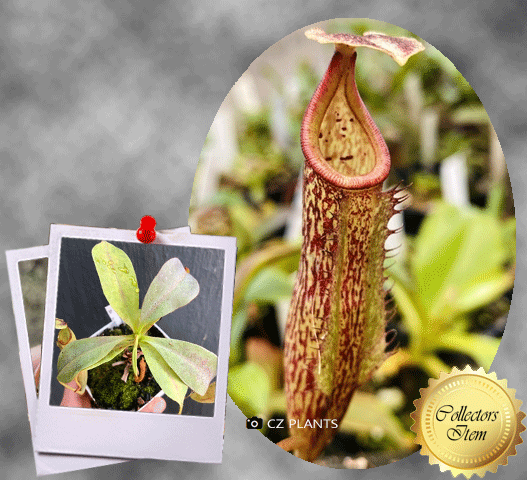Nepenthes-_Spathulata-x-Adnata_-x-Eymae-_Katopasa_-Wistuba_Tropical-pitchers-for-sale-at-Cultivo-Carnivores-South-Africa