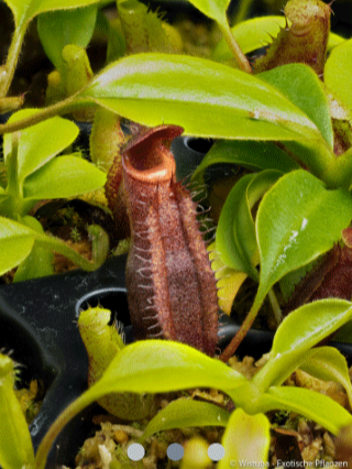 Nepenthes-lowii-_Mulu-clone-7_-x-mira_Seed grown Andreas Wistuba-_-Cultivo-Carnivores-South-Africa