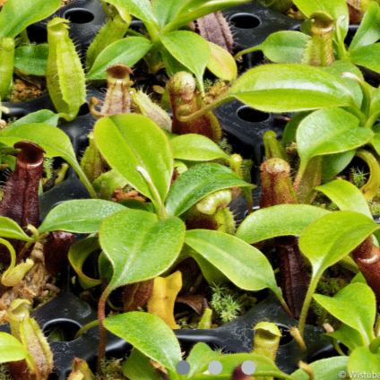 Nepenthes-lowii-_Mulu-clone-7_-x-mira_Seed grown Andreas Wistuba-_-Cultivo-Carnivores-South-Africa