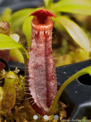 Nepenthes-lowii-_Mulu-clone-7_-x-mira_Seed grown Andreas Wistuba-_-Cultivo-Carnivores-South-Africa