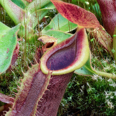 Nepenthes-spatulata-x-