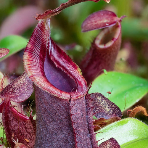 Buy online Seed grown nepenthes hybrid (Spathulata x Spectabilis) x (Veitchii x Lowii) from Wistuba, Germany, showcasing a dark, pronounced peristome and rich colours - For sale At Cultivo Carnivores South Africa