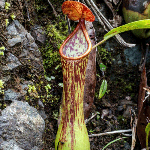 Nepenthes Species for Sale | Buy Tropical Pitcher Plants SA – Cultivo ...